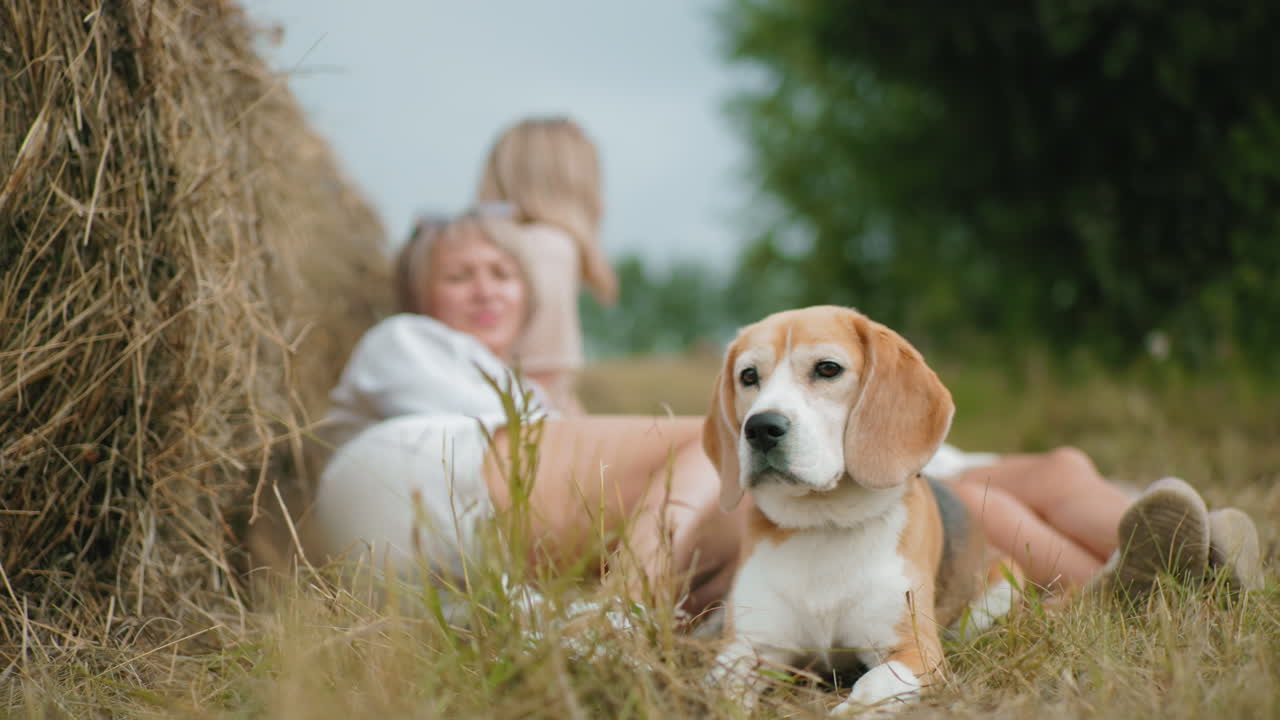 개는 주인이 근처에 누워있는 동안 조용한 시골에서 사려 깊게 멀리 바라보고, 빛으로 빛나는  어리와 흐릿한 그림은 자연에 둘러싸인 따뜻하고 조용한 야외 환경을 만니다.