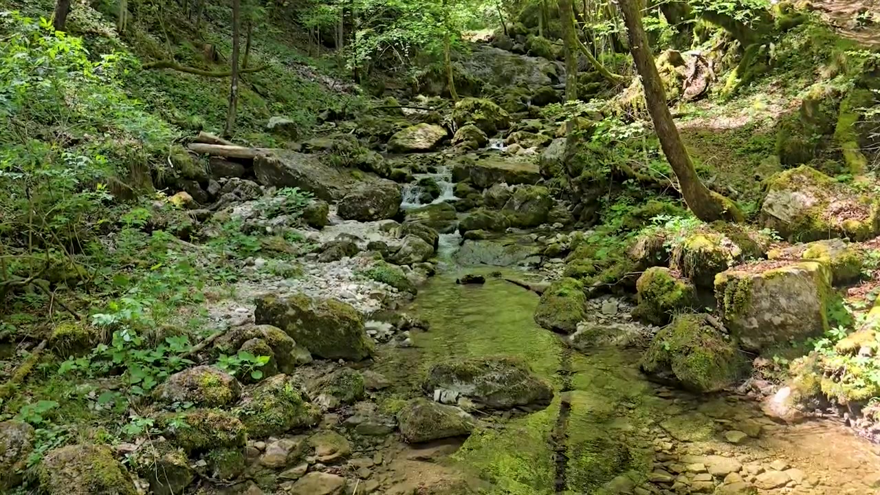 Lille bæk løber gennem mosbegroede kampesten i tæt slovensk skov. Statisk vidvinkeloptagelse fanger naturligt skovmiljø med grønt løvtag over hovedet