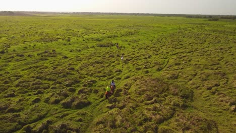 Aerial-shot-of-horses-moving-across-a-plain-at-sunrise