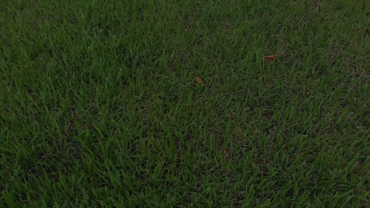 신선한 흰색 잔디 버섯 성장에 대한 빠른 팬, 매우 푸른 잔디에서 빠른 상공 비행