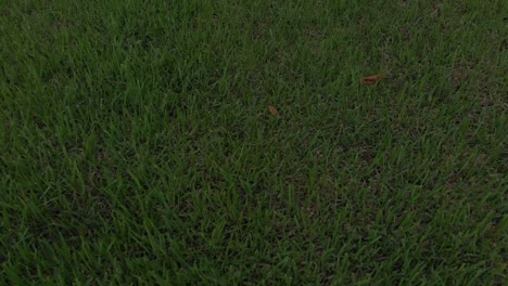 fast pan over fresh white lawn mushroom growth, speedy overflight in very green grass