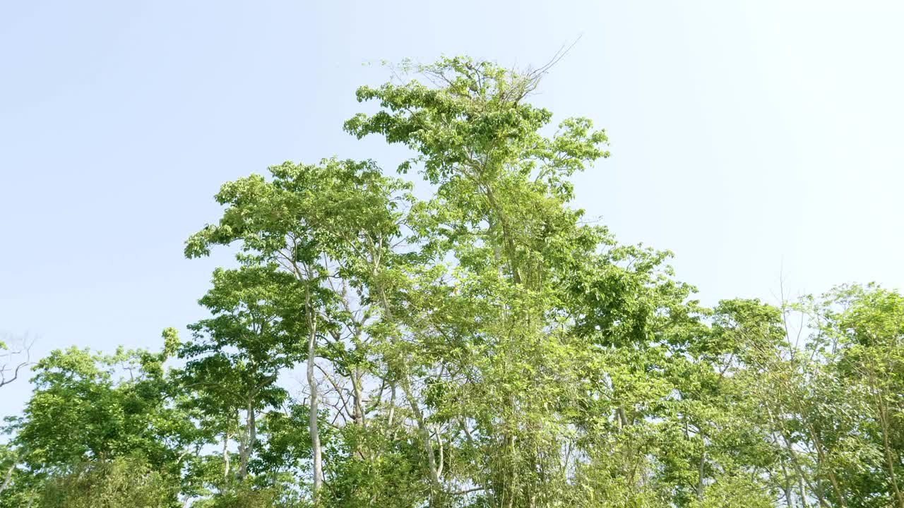 네팔의 치트완 국립공원에 있는 열대우림.