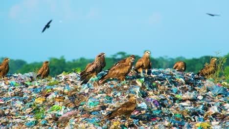 eagle birds on garbage heap at landfill