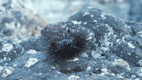 inspecting sea urchin on rock by shoreline