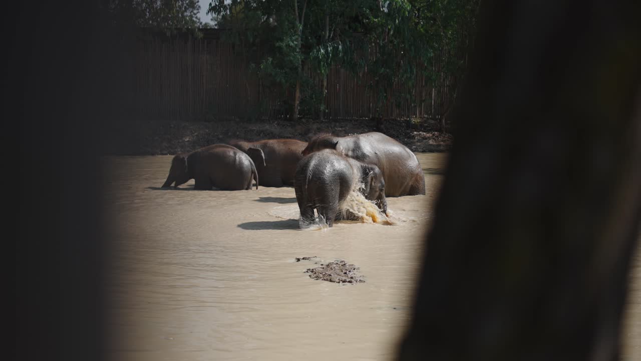 Elephants in a mud pit