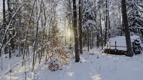 4K-video-of-a-pile-of-logs-in-a-winter-forest,-with-the-setting-sun-positioned-in-the-middle-of-the-scene,-casting-a-warm-glow-making-the-scene-look-light-and-magical