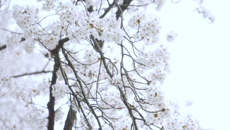 Beautiful-Sakura-Blossoms-Swaying-From-The-Tree-Branches-On-A-Breezy-Day---close-up-shot