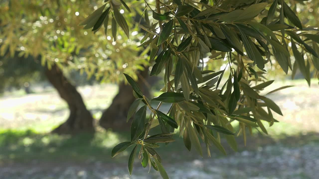 rami e foglie di alberi di ulivo, di colore verde argenteo, che si muovono delicatamente