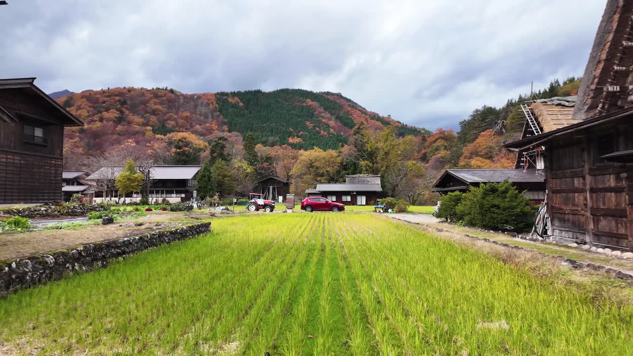 Gassho style farmhouses and colorful autumn foliage bordering vibrant green rice paddy in Shirakawa go, Japan, UNESCO World Heritage Site