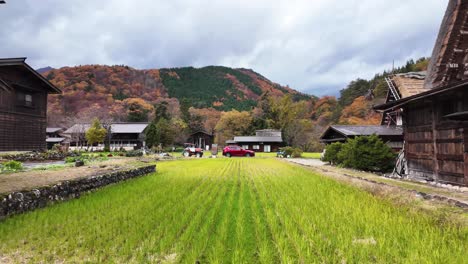 gassho style farmhouses and colorful autumn foliage bordering vibrant green rice paddy in shirakawa go, japan, unesco world heritage site