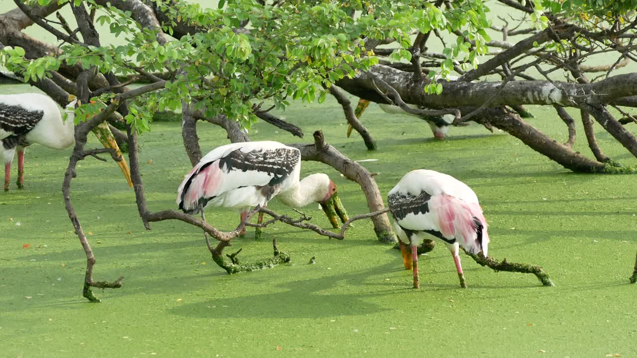 자연 속 의 마라부 호랑이