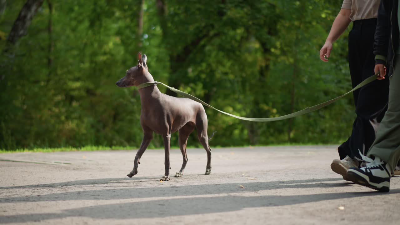 Calm Stroll Through Shaded Wooded Path, Tranquil Walk Beneath Leafy Branches With Accompanying Companions, Peaceful Journey Along Verdant Trail With Two Hikers And Smoothmoving Hairless Dog