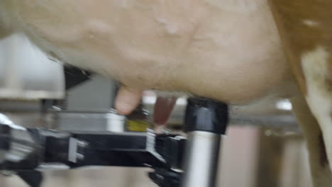 automatic milking machine with robotic arm and sensor placing suction tubes on a cow's teats
