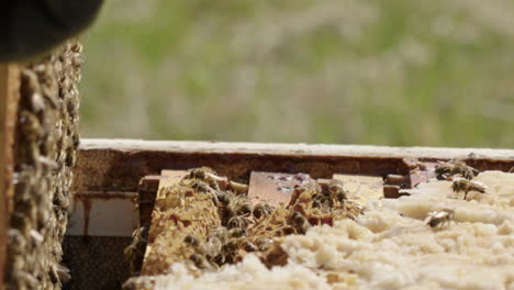 beekeeping - a frame is carefully removed from a beehive, slow motion close up