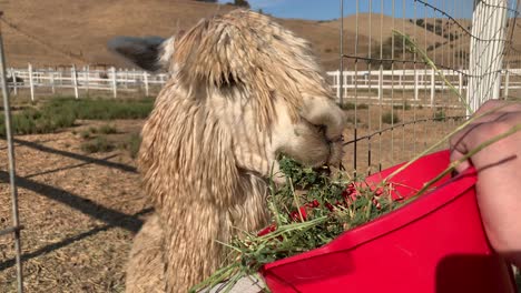 llama masticando grandes trozos de hojas de alfalfa en una granja