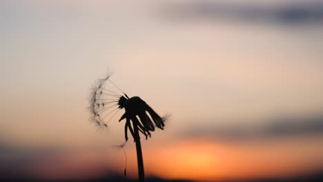 blowing in a dandelions blowball which is in front of a beautiful sunset