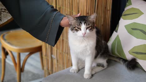 uma mulher acariciando um gato bonito sentado em um sofá