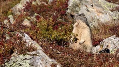 Alpenmurmeltier-Marmota-Marmota-Auf-Hinterbeinen-In