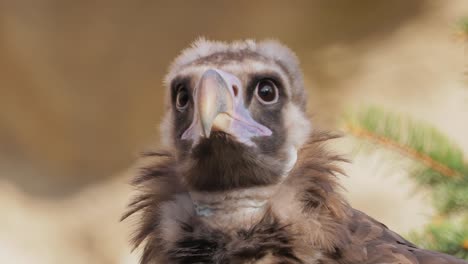 Cinereous-vulture-(Aegypius-monachus)-is-a-large-raptorial-bird-that-is-distributed-through-much-of-temperate-Eurasia.-It-is-also-known-as-the-black-vulture,-monk-or-Eurasian-black-vulture.