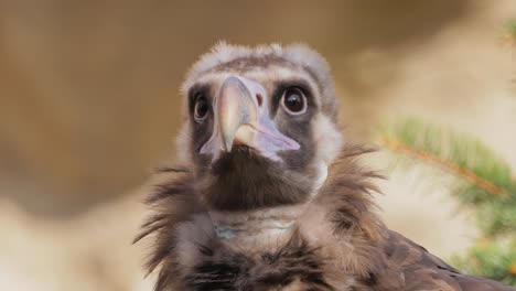 cinereous vulture (aegypius monachus) is a large raptorial bird that is distributed through much of temperate eurasia. it is also known as the black vulture, monk or eurasian black vulture.