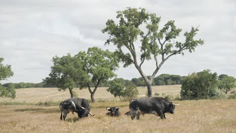 Aerial-footage-of-a-cattle-of-angry-bulls-in-the-a-field