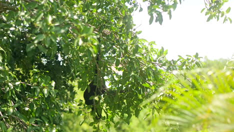 Spider Monkeys Hanging from Trees in Tropical Forest and Jumping from Branches