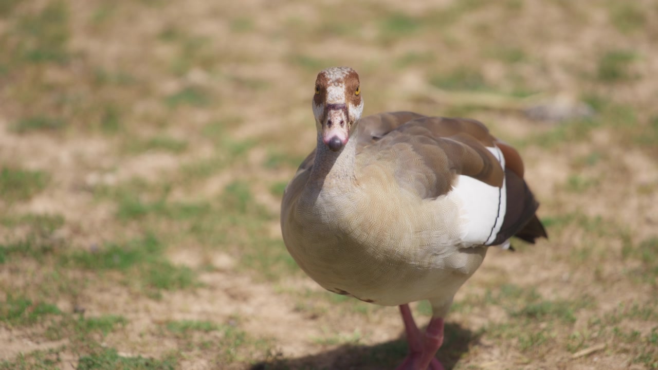 Gans auf natürlichem Hintergrund