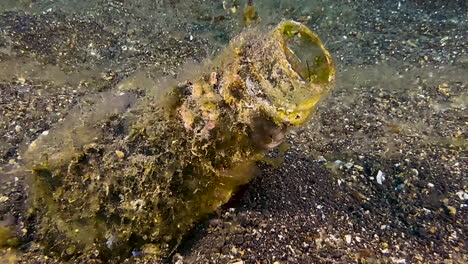 disparo submarino de peces mirando desde un cuello de botella