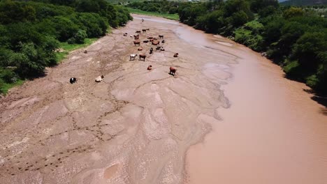 Luftaufnahme-über-Kühe-Oder-Rinder,-Die-Auf-Einem-Schlammigen-Cacadu-Fluss-In-Der-Bezirksgemeinde-Chris-Hani-In-Südafrika-Grasen