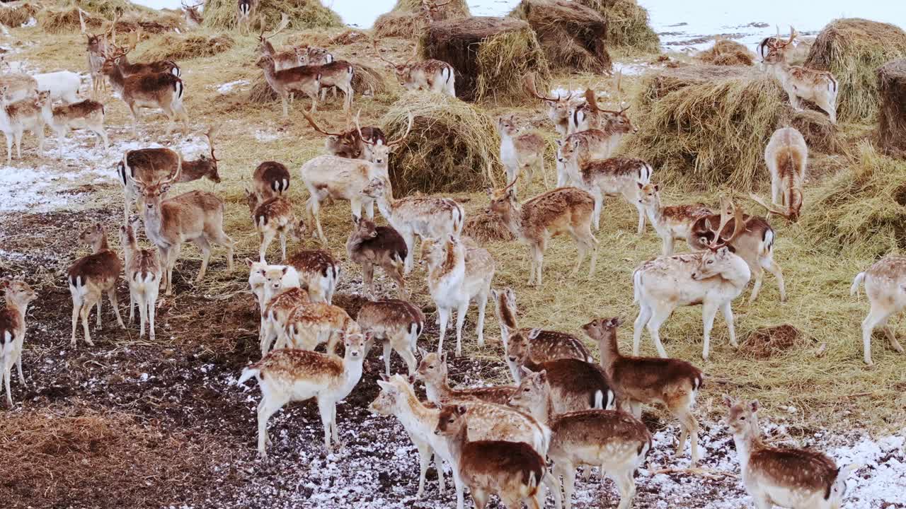 Fallow deer herd feeds on hay at wintertime feeding ground in snowy field