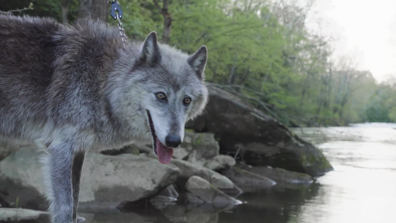 A gray wolf stands poised on the edge of a forest riverbank, gazing into the distance. Captured in crisp detail with spring greenery and calm water in the background.