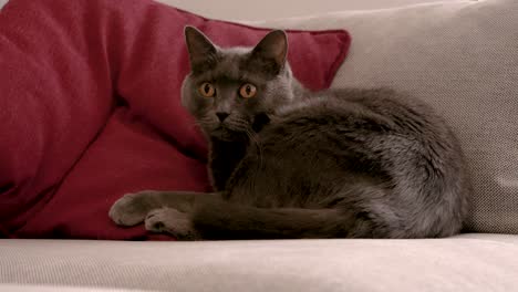 russian blue gray cat waking up from a comfortable place to go eat