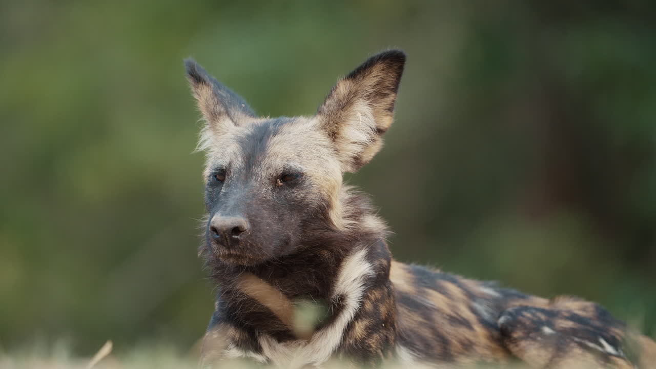 Primo piano di un licaone che riposa a terra nel Parco Nazionale di Mana Pools, Zimbabwe, parte 2.