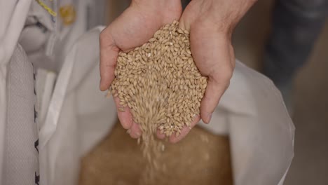barley grain in hands