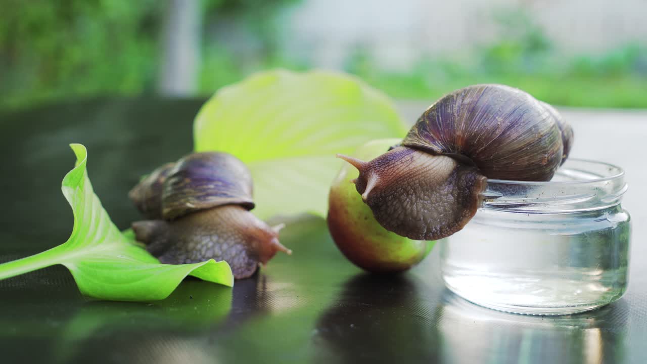 Two Achatina snails crawl to each other. Large African snails Achatina Fulica.