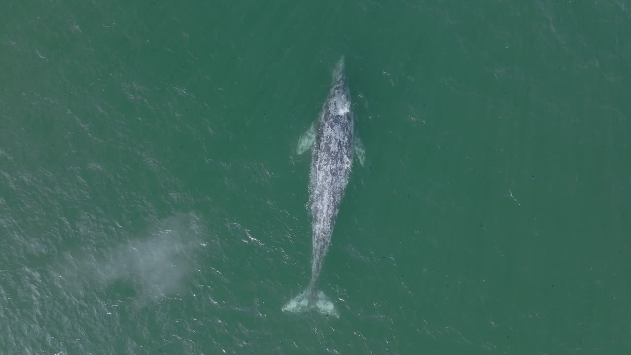 Grey Whale Breaching Ocean Surface, Spouting and Spraying - Aerial Top Down View Directly Above