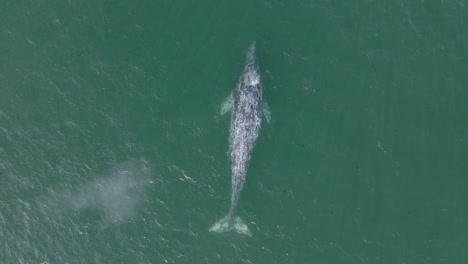 grey whale breaching ocean surface, spouting and spraying - aerial top down view directly above