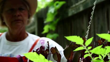 Jardinería---Granjera-Con-Sombrero-Y-Guantes-Revisando-Sus-Plantas-Y-Vides-De-Papa-En-El-Jardín-En-Centerville,-Ohio,-Ee.uu.