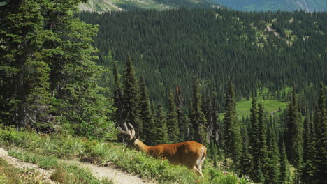 Un-Hermoso-Ejemplo-De-Un-Ciervo-Bura-Pastando-En-Los-Bosques-Subalpinos-De-Logan-Pass-En-El-Sendero-Highline-En-El-Parque-Nacional-De-Los-Glaciares,-Montana