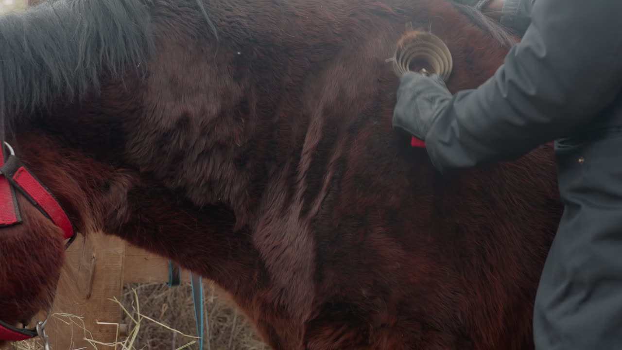 Массаж лошади в открытой конюшне: умиротворенную лошадь спокойно выхаживают на открытом воздухе в конюшне; крупный план лошади, получающей уход и мирно стоящей в светлой обстановке на открытом воздухе