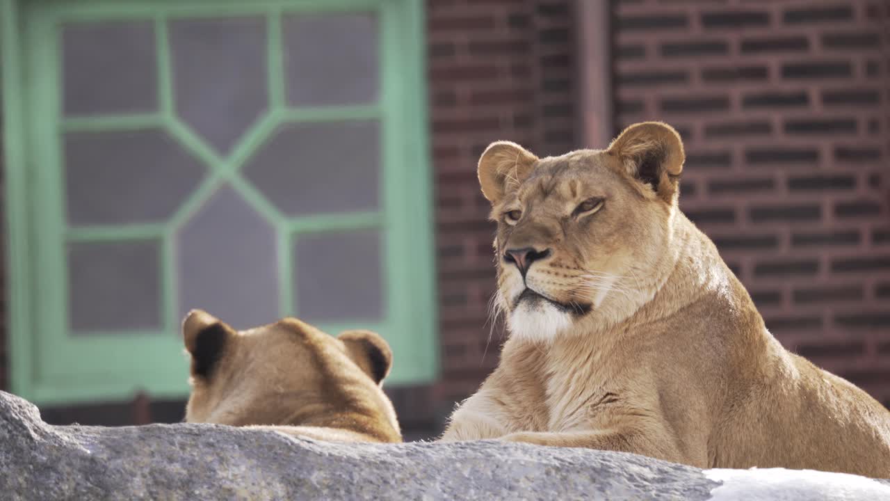 uma leoa no zoológico de lincoln park descansando em uma rocha no inverno