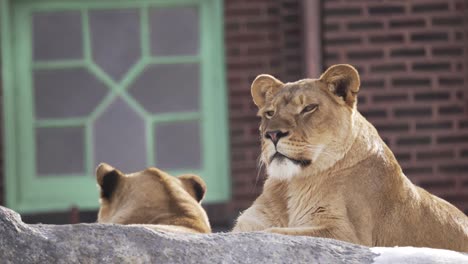 una leona en el zoológico de lincoln park descansando sobre una roca en el invierno