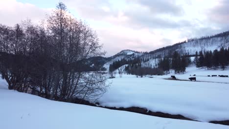 small-stream-winding-through-a-snowy-landscape,-surrounded-by-trees-and-cows-peacefully-grazing