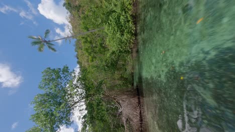 Fpv-Drone-view-of-Mangrove-Forest-Of-Caño-Frío-River-In-Las-Galeras,-Samana,-Dominican-Republic