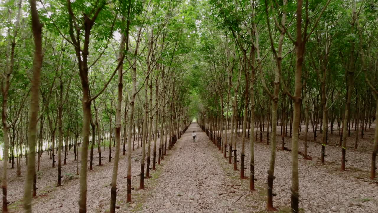 Person walking down a path in a rubber tree plantation
