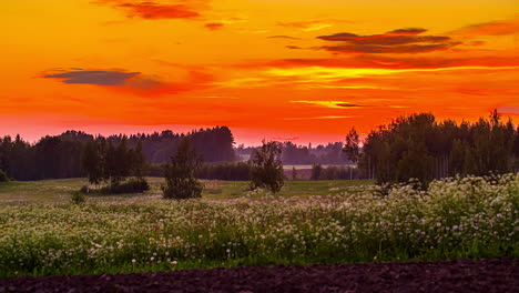 dramatic orange twilight sky over a flowery foggy field in countryside