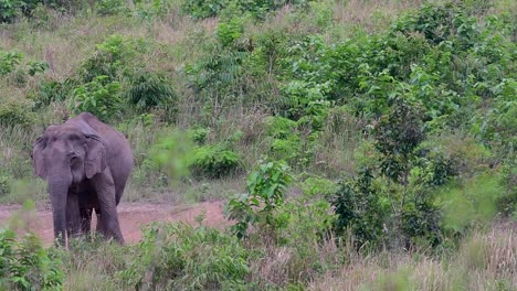 Los-Elefantes-Asiáticos-Son-Especies-En-Peligro-De-Extinción-Y-También-Son-Residentes-De-Tailandia