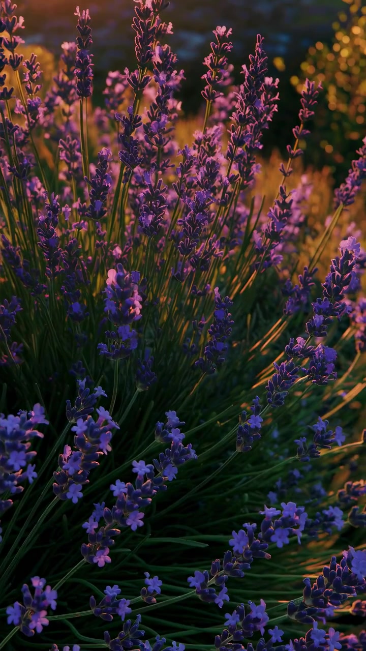 Fiori di lavanda che fioriscono in un campo al tramonto