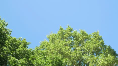 forest panorama with blue sky at sunny day