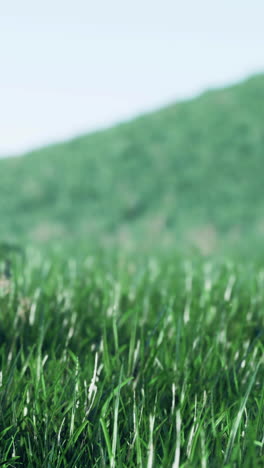 close-up of lush green grass field with hill in background